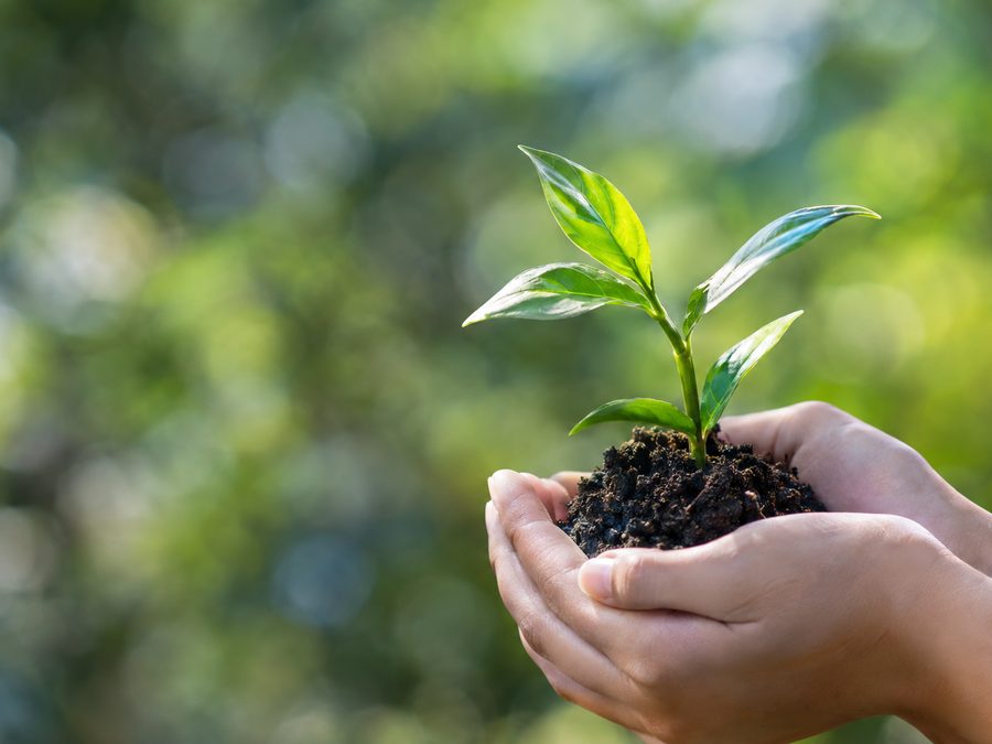 Hands holding a green seedling